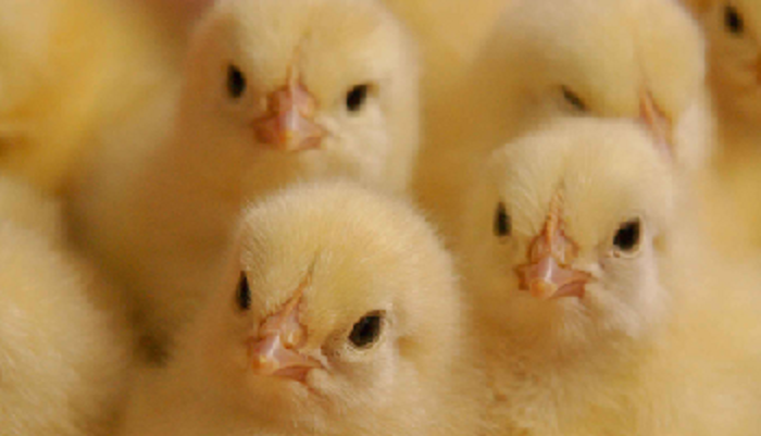 Поступление партии цыплят из Екатеринбурга на сахалинскую птицефабрику "Островная"