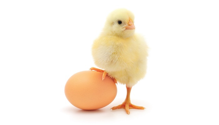 Переход томских птицефабрик на отечественное инкубационное яйцо