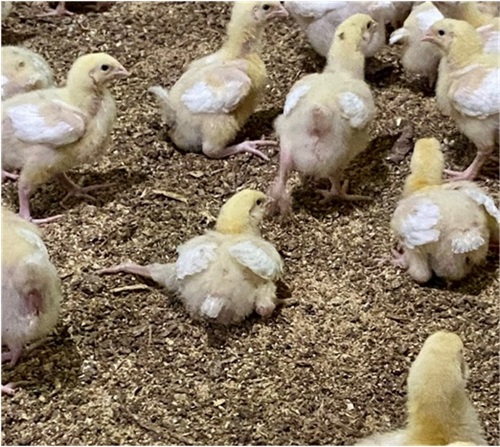 Практический случай на бройлерном производстве: роль витаминно-минеральных комплексов