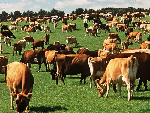 Поддерживайте здоровье кишечника коровы с помощью правильного кормления и управления выпасом