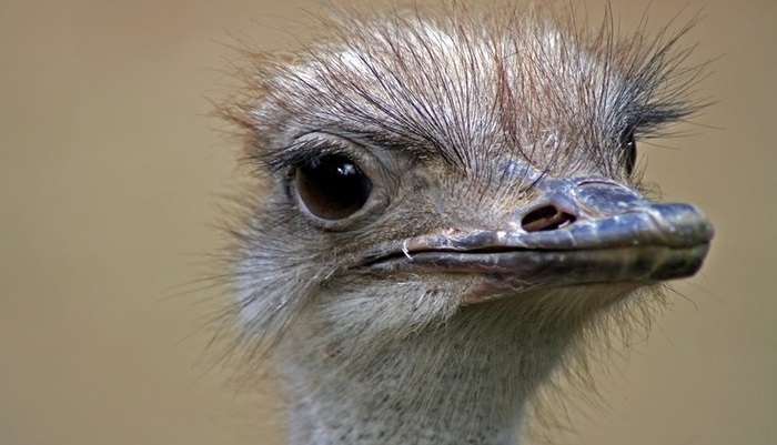 Ферма по разведению страусов в Республике Алтай: новый шаг к экологической устойчивости