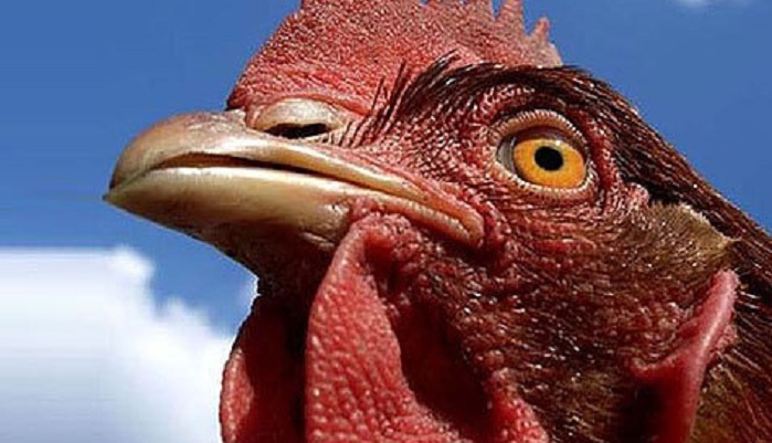 Кто выиграет на зрелом рынке мяса птицы: взгляд на 20 лет вперед