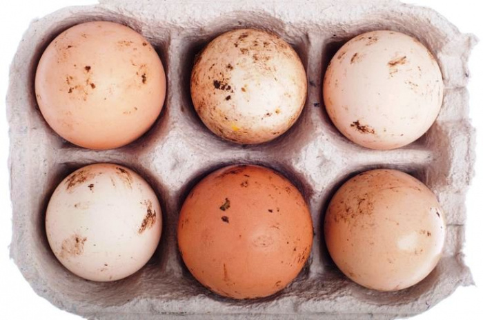 Факторы окружающей среды и их влияние на качество яиц