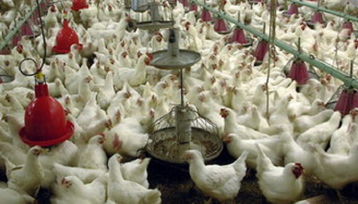 КПРФ обвиняет птицефабрики Вологодской области в картельном сговоре