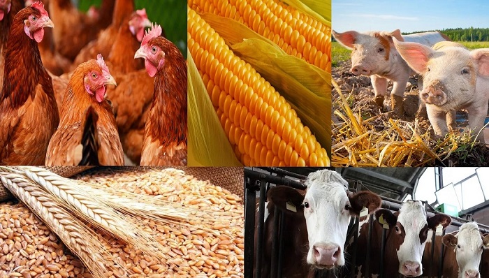 Инвестиции в сельское хозяйство России: вызовы и возможности