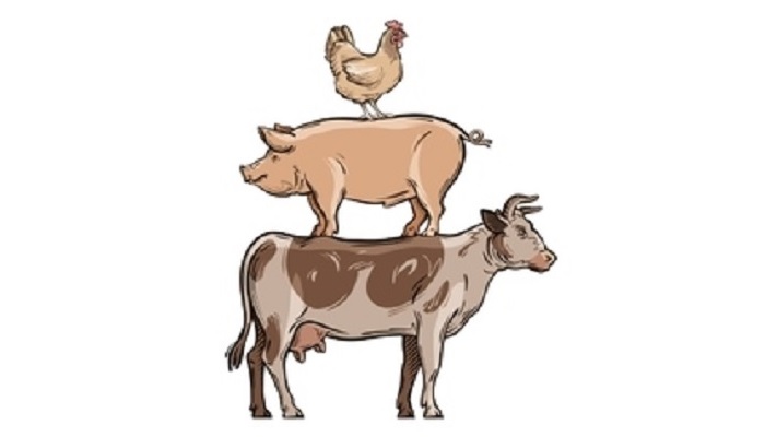 Рост свиноводства в Брянской области: итоги 2025 года