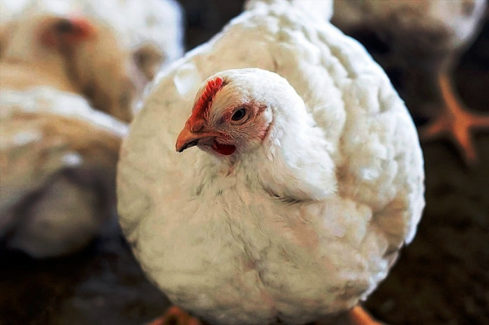 Транскриптом проксимальной головки бедренной кости выявил новые гены-кандидаты, связанные с эпифизиолизами у цыплят-бройлеров