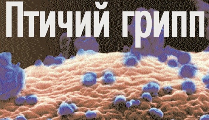 Межвидовая передача гриппа птиц: глобальная угроза и российская стабильность