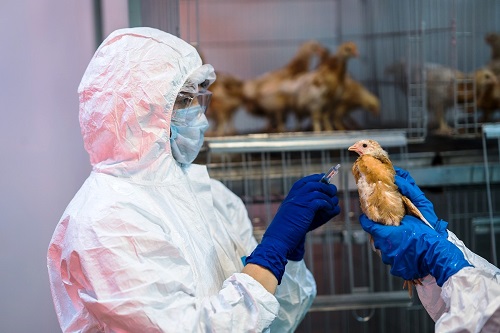 Птичий грипп: не всем подходит один размер, говорит ВООЗЖ