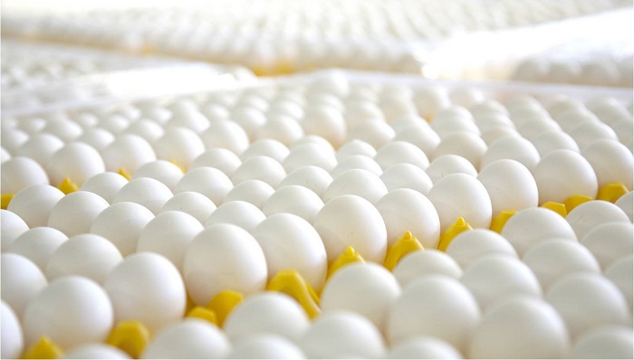 С начала года через порт Новороссийска ввезено более 4,4 млн куриных яиц из Турции