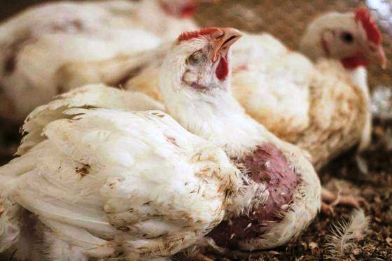 Пошаговый алгоритм действий для персонала птицефабрики при обнаружении расклёва.