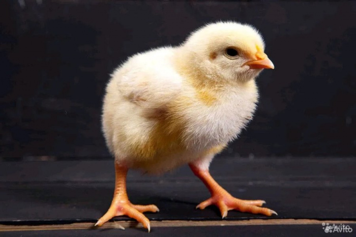 Симптомы и диагностика дерматита подушечек лап у птиц