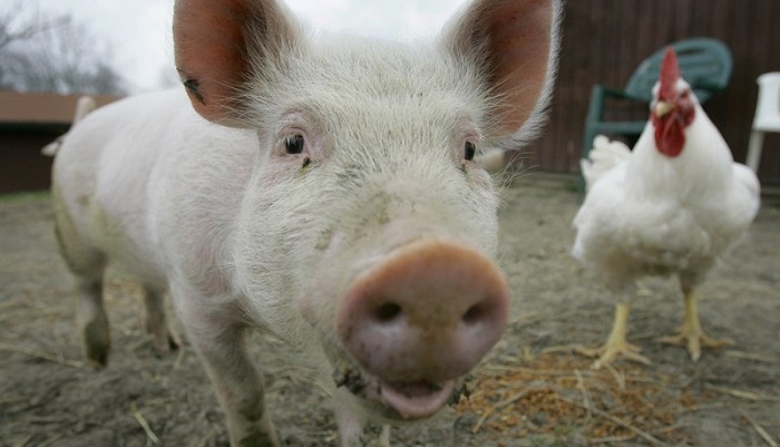 В России свинина и мясо кур стали стоить почти одинаково