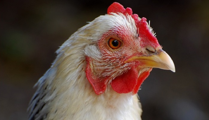 В Воронежской области приостановлена работа птицефабрики из-за антисанитарии