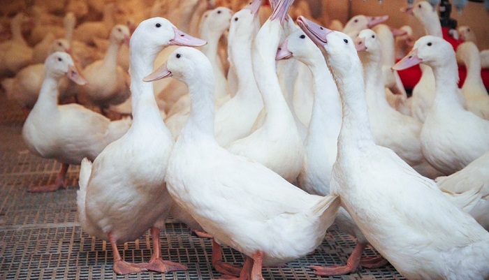 Можайск: уникальное производство – фуа-гра из печени утки