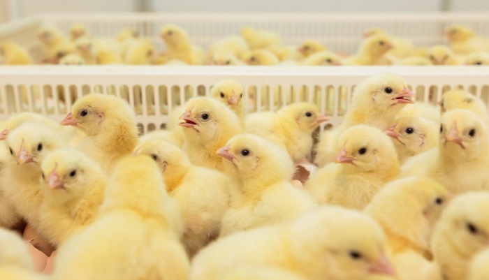 Ученые Пермского Политеха подтвердили эффективность нового комбикорма для цыплят на птицефабри...