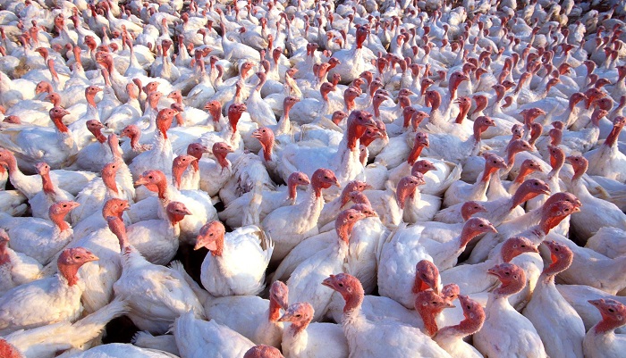 Ставропольская "Арго-Плюс" увеличит мощности по выращиванию индейки в 1,5 раза: новые горизонты агропромышленности