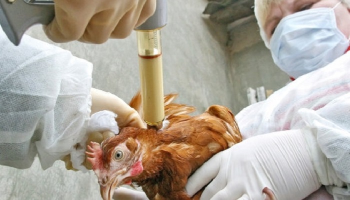 Вакцины от птичьего гриппа для кур-несушек: новый этап в защите птиц от вирусов