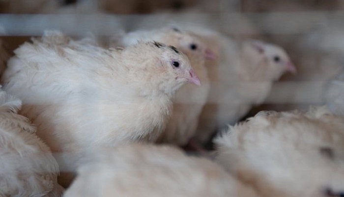 Угличская фабрика ГК "Мелком" в 2025 году нарастила производство мяса перепелов на 12%