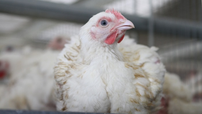 Птицефабрика под Ангарском: новые перспективы для производства курятины