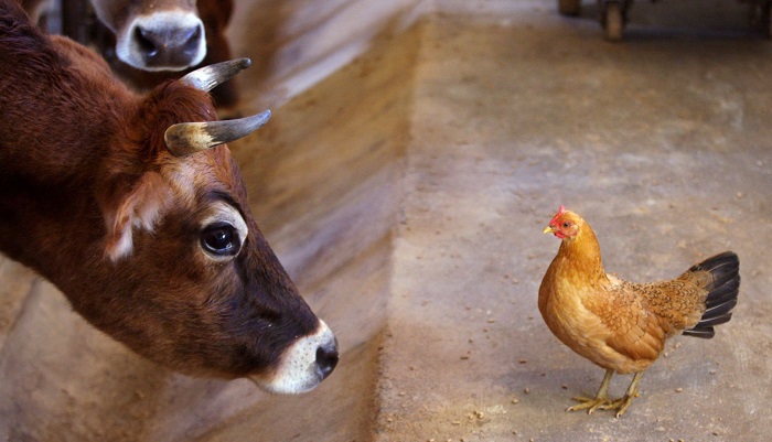 Россия сохраняет квоты на ввоз говядины и мяса птицы в 2026 году