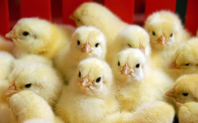 Какое заболевание возникает у цыплят при недостатке марганца в рационе?