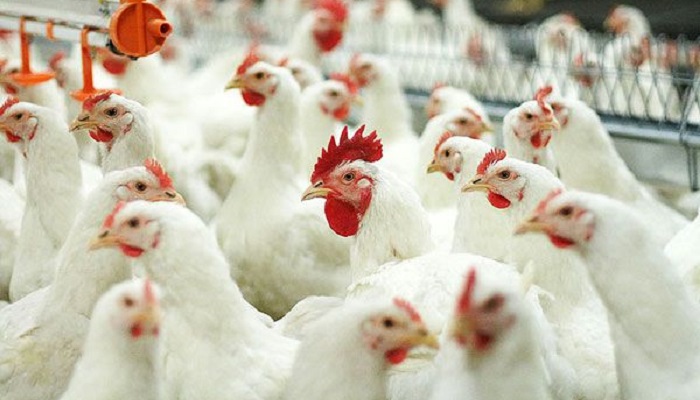 Масштабный инвестиционный проект в птицеводстве в городском округе Кашира