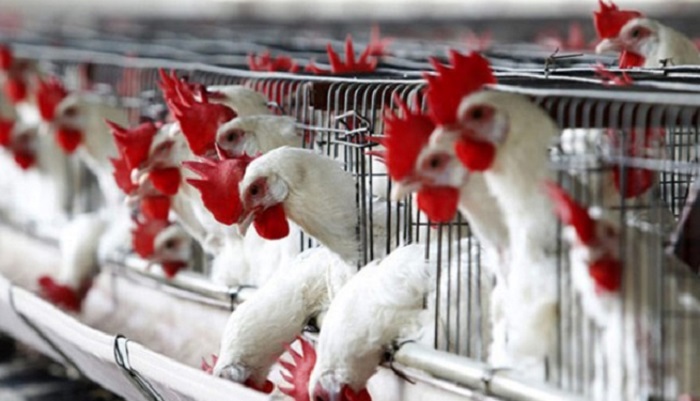 Птицефабрика «Советская агрофирма» внедрила цифровой мониторинг производства