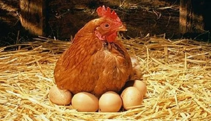 Производство яиц в Астраханской области в I квартале осталось на уровне 112 млн штук