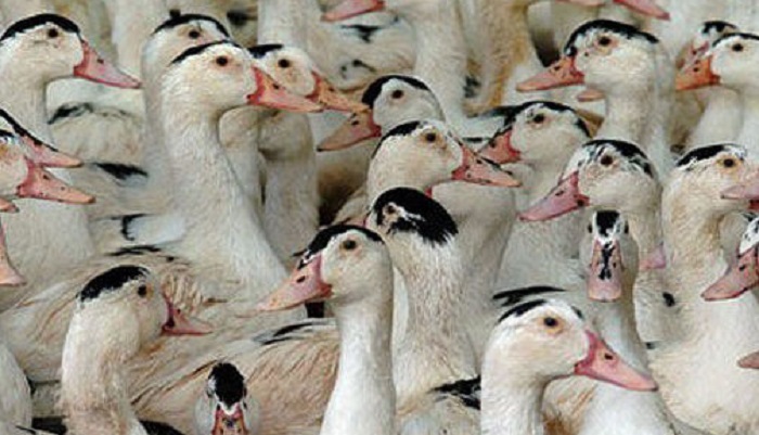 Утиное мясо: новый тренд на российском рынке