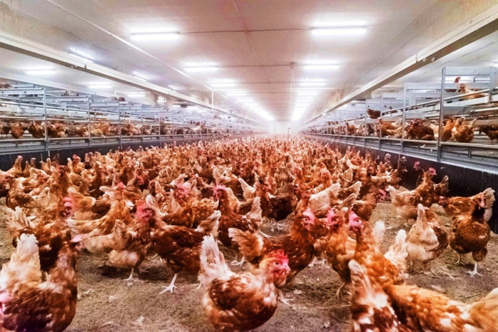 Управление температурным режимом в птичнике для максимизации продуктивности несушек