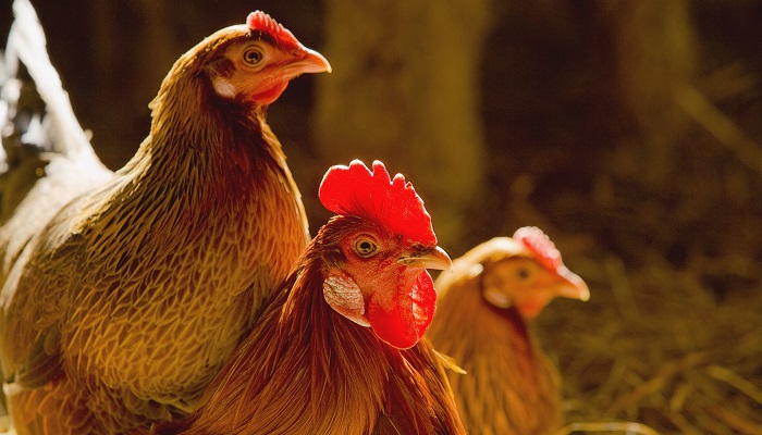 Птицефабрика «Башкирская» может получить выплаты из-за птичьего гриппа