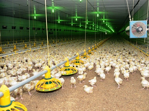  Подкислитель для подстилки птицы