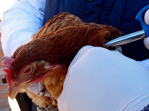 Серологические исследования птицы