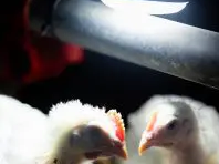 Optient — революционное решение в области освещения для птицы