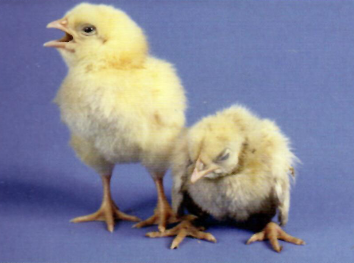 Респираторные заболевания у кур: симптомы, причины и диагностика