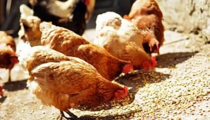 Гвинея запускает программу восстановления птицеводства: курс на импортозамещение и рост производства