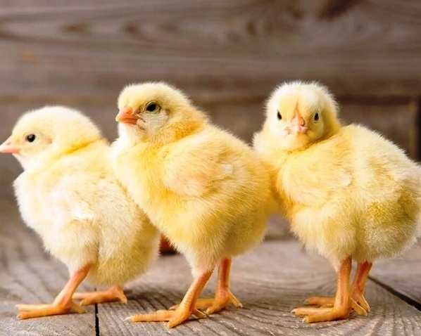 Индивидуальная оценка суточных цыплят: на что обратить внимание
