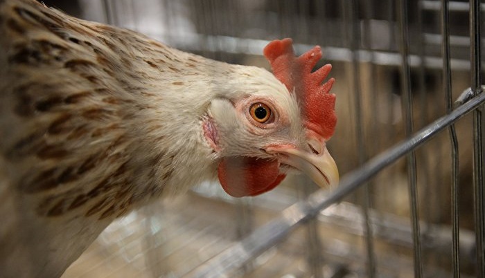 На птицефабрике в Рязанской области были выявлены новые нарушения