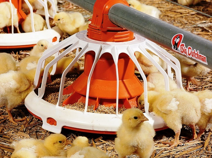 Текущая ситуация и перспективы развития вакцин против болезни Ньюкасла