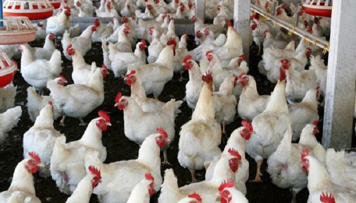 Подмосковные птицефабрики: лидеры производства бройлеров в России по итогам 2025 года