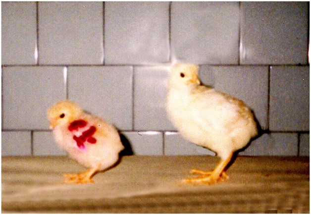 Отставание цыпленка, пораженного вирулентным штаммом E. coli