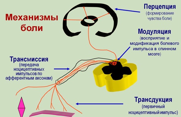 Механизмы боли