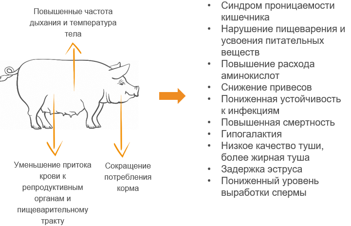 Животные курсовая