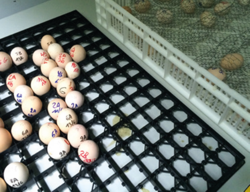 Подготовка яиц к инкубации, собранных от птицы из экспериментальных групп