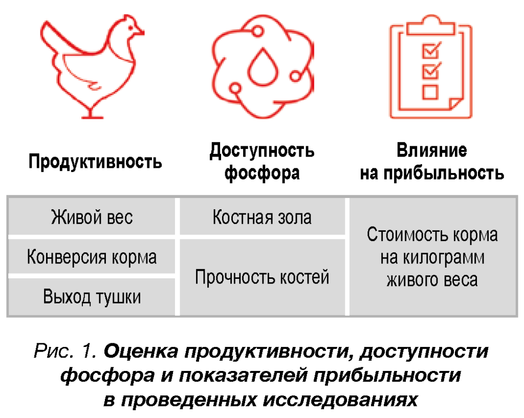 Конверсия корма. Кокцидиостатики для бройлеров. Спецификации бройлерных рационов. Конверсия корма в птицеводстве.