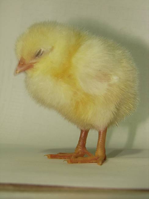 Цыплята суточные, инкубационное яйцо