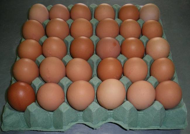 Цыплята суточные, инкубационное яйцо